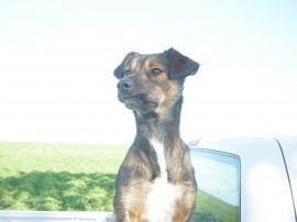 Remo